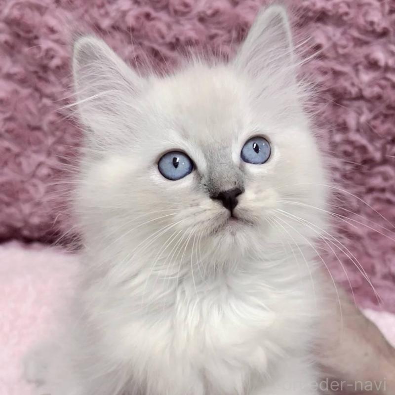 販売中の三重県のサイベリアン-132145の1枚目