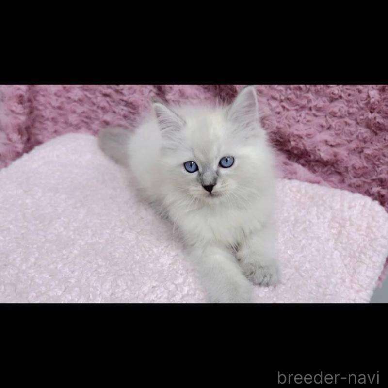 販売中の三重県のサイベリアン-132145の3枚目