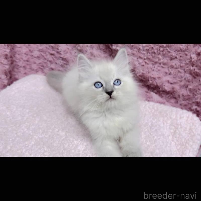 販売中の三重県のサイベリアン-132145の2枚目