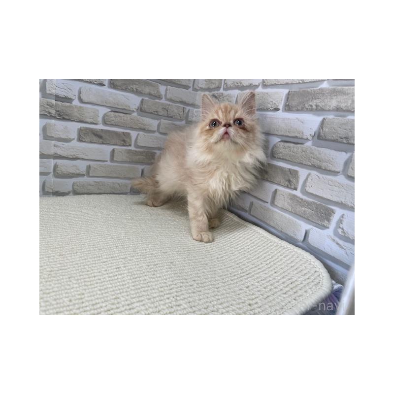 販売中の埼玉県のエキゾチックロングヘア-132146の3枚目