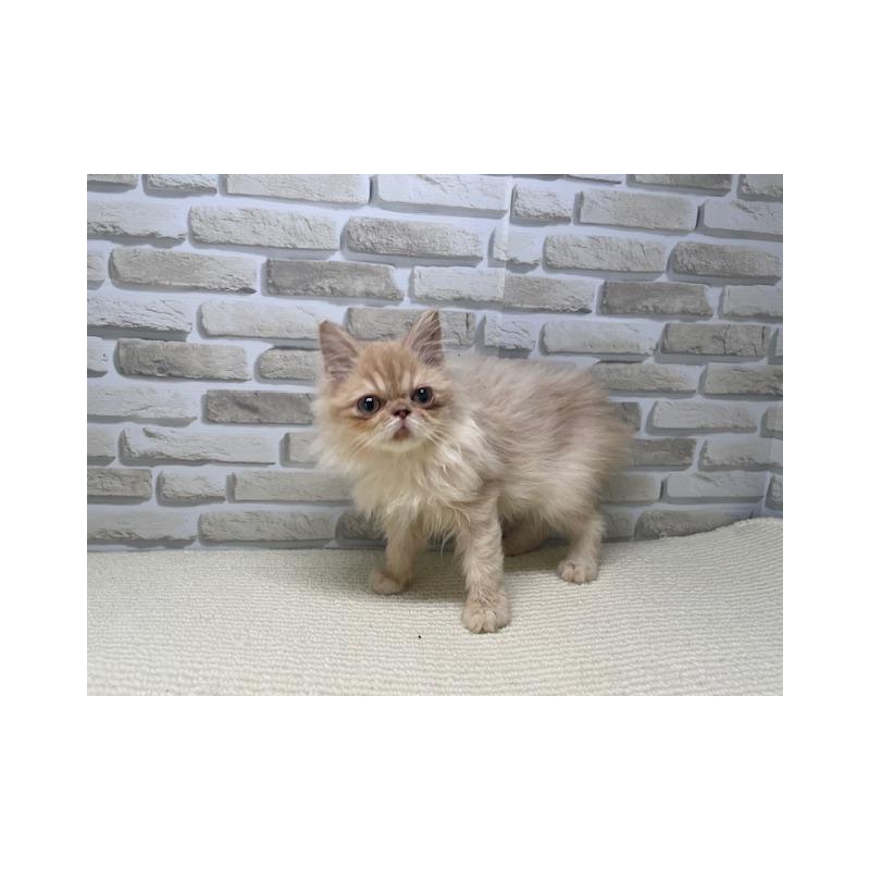 販売中の埼玉県のエキゾチックロングヘア-132146の2枚目