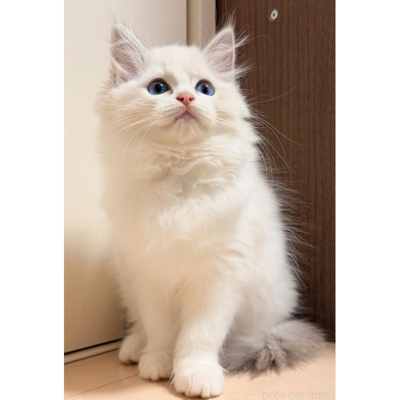 販売中の神奈川県のラグドール-131410