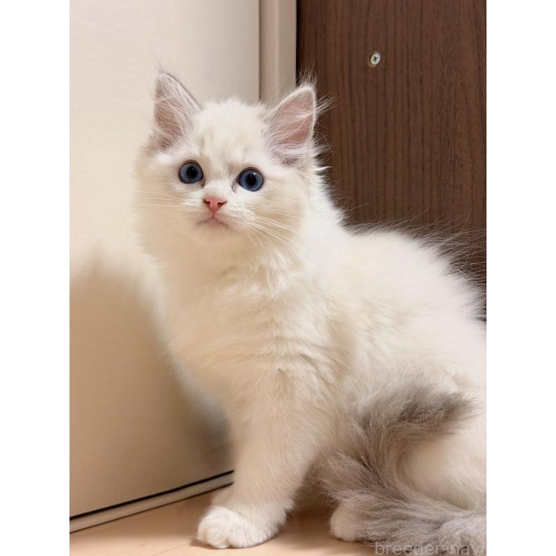 販売中の神奈川県のラグドール-131410