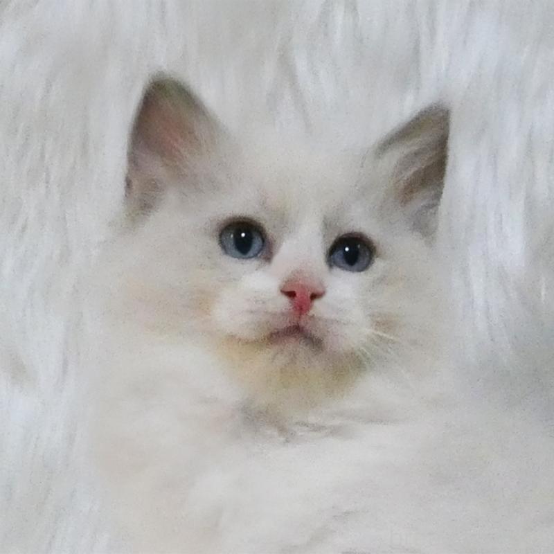 販売中の茨城県のラグドール-132147