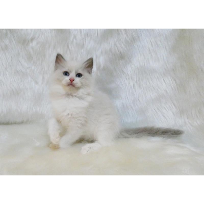 販売中の茨城県のラグドール-132147の4枚目