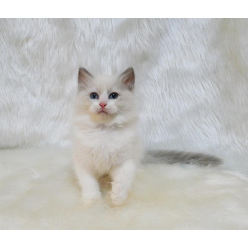 販売中の茨城県のラグドール-132147の3枚目