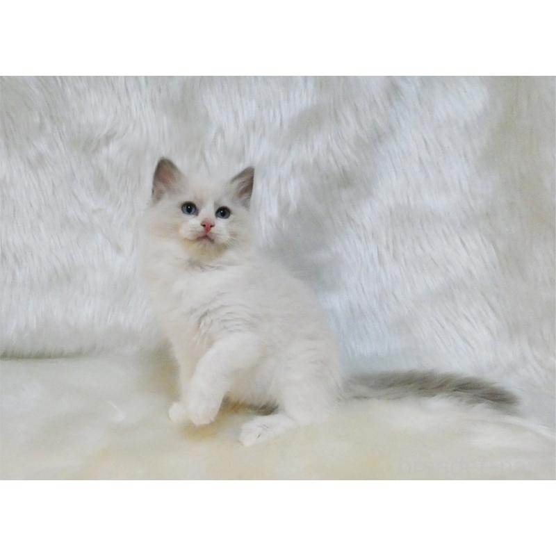 販売中の茨城県のラグドール-132147の2枚目