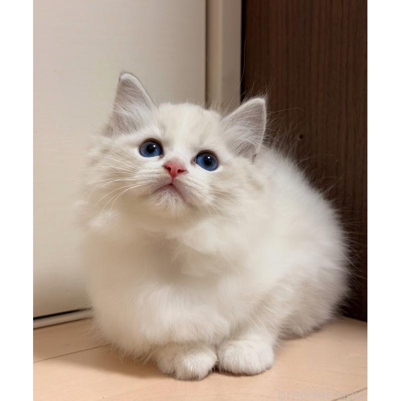 販売中の神奈川県のラグドール-131409