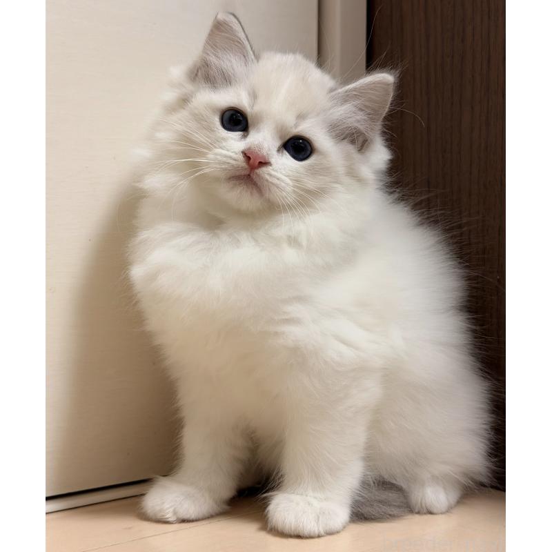 販売中の神奈川県のラグドール-131409