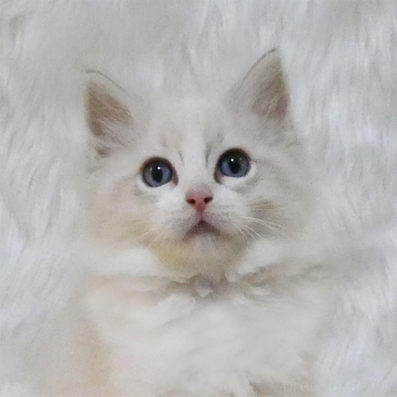 販売中の茨城県のラグドール-132148の1枚目