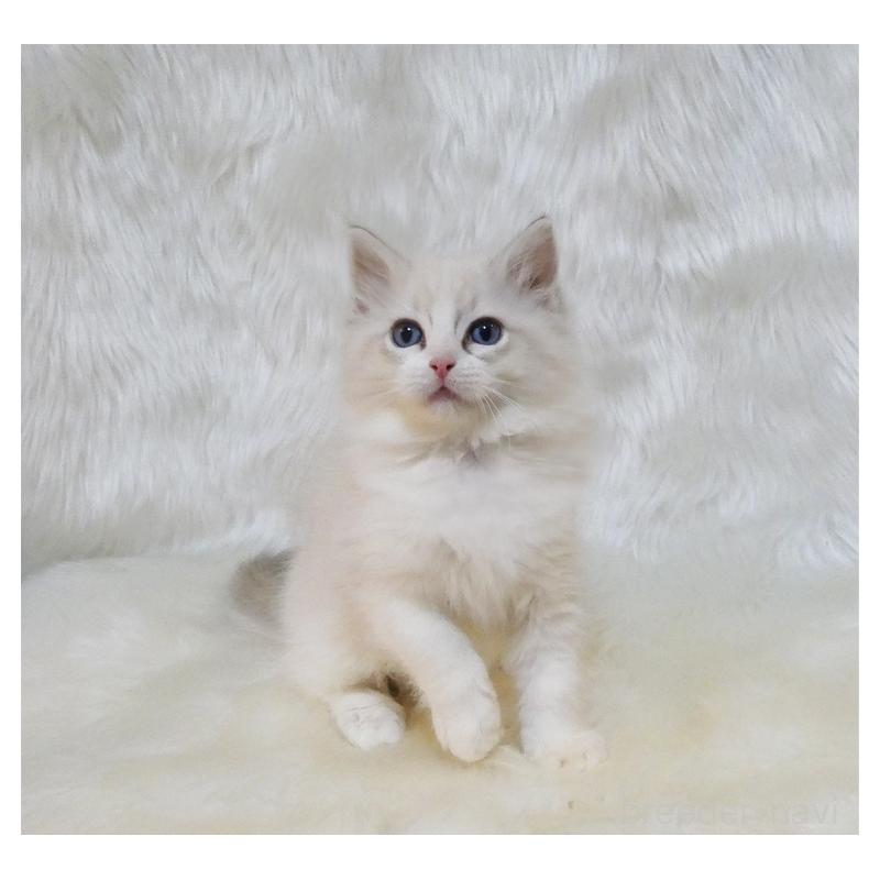 販売中の茨城県のラグドール-132148の4枚目