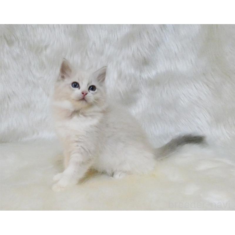 販売中の茨城県のラグドール-132148の3枚目