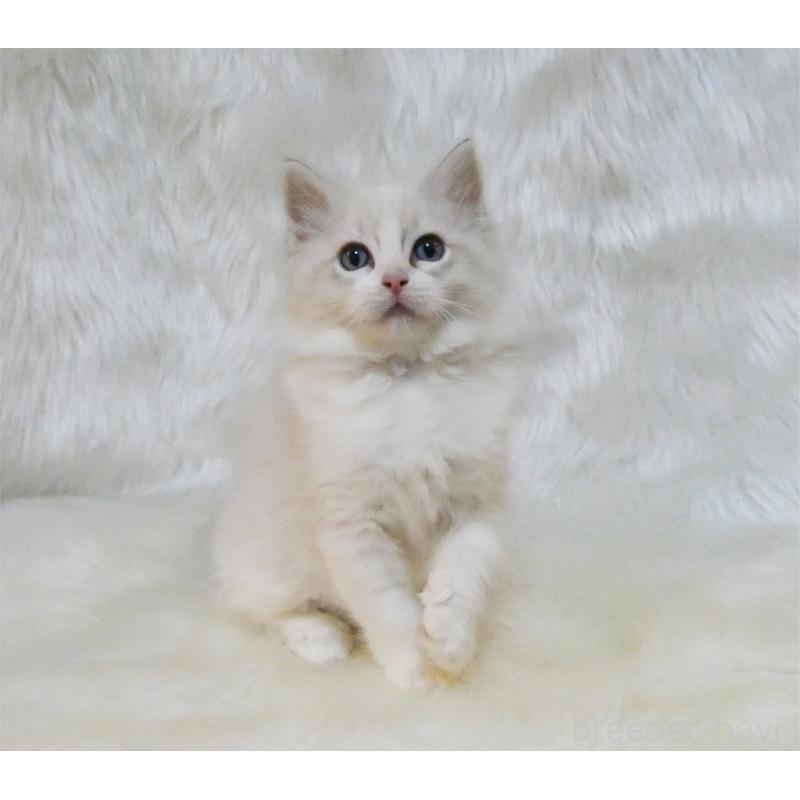 販売中の茨城県のラグドール-132148の2枚目