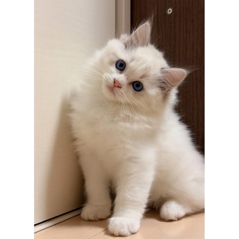 販売中の神奈川県のラグドール-131411