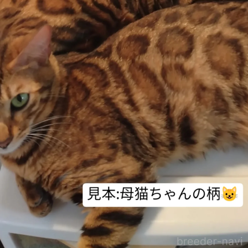 販売中の東京都のベンガル-132150の5枚目