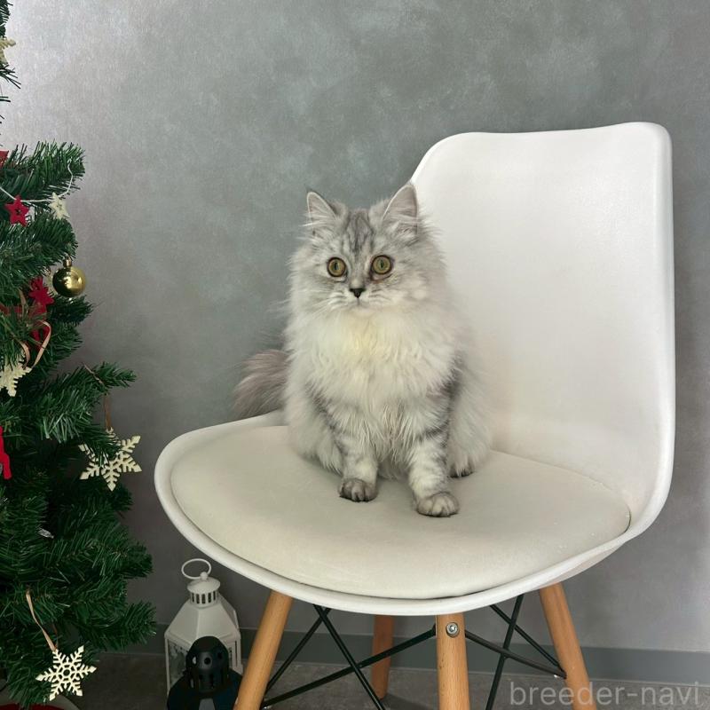 販売中の千葉県のマンチカン-121877の1枚目