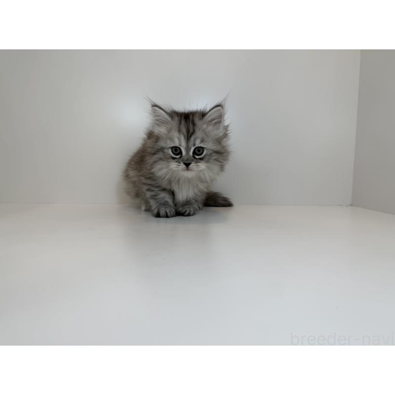 販売中の山口県のサイベリアン-132151の3枚目