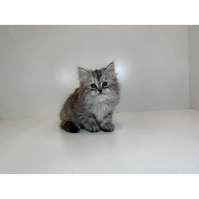 販売中の山口県のサイベリアン-132151の2枚目