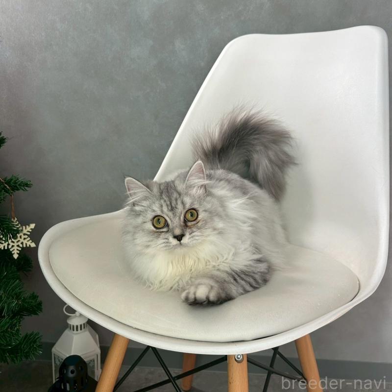 販売中の千葉県のマンチカン-121877の3枚目