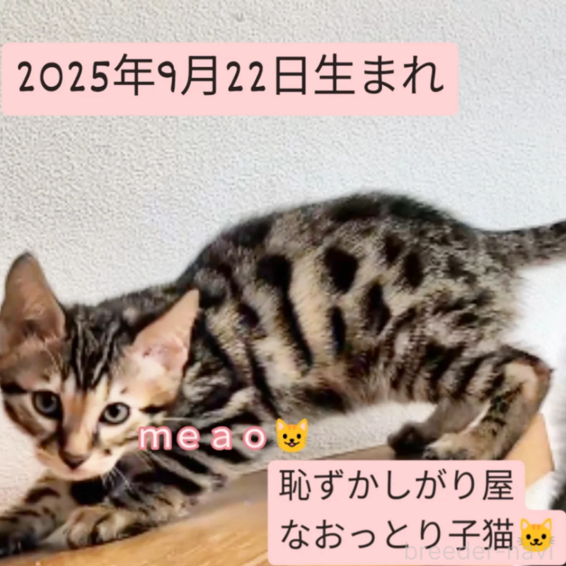 販売中の東京都のベンガル-132150