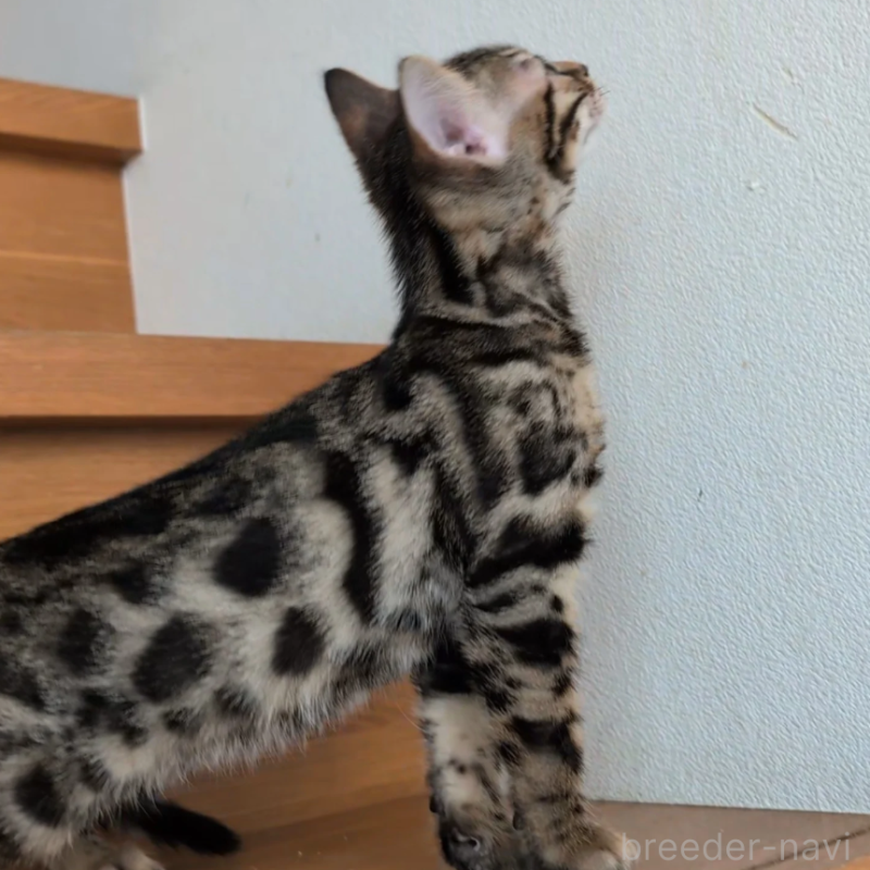 販売中の東京都のベンガル-132150の3枚目