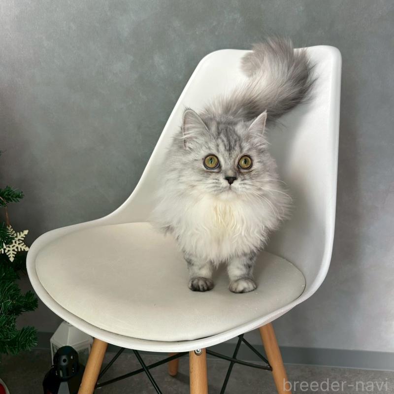 販売中の千葉県のマンチカン-121877の2枚目