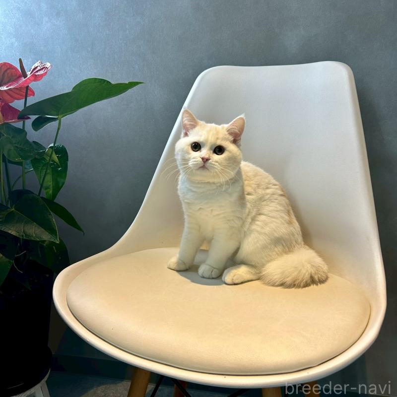 販売中の千葉県のマンチカン-127815の3枚目