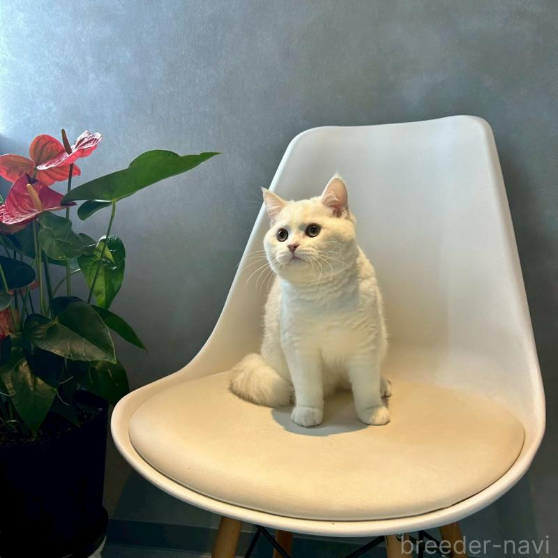 販売中の千葉県のマンチカン-127815の2枚目