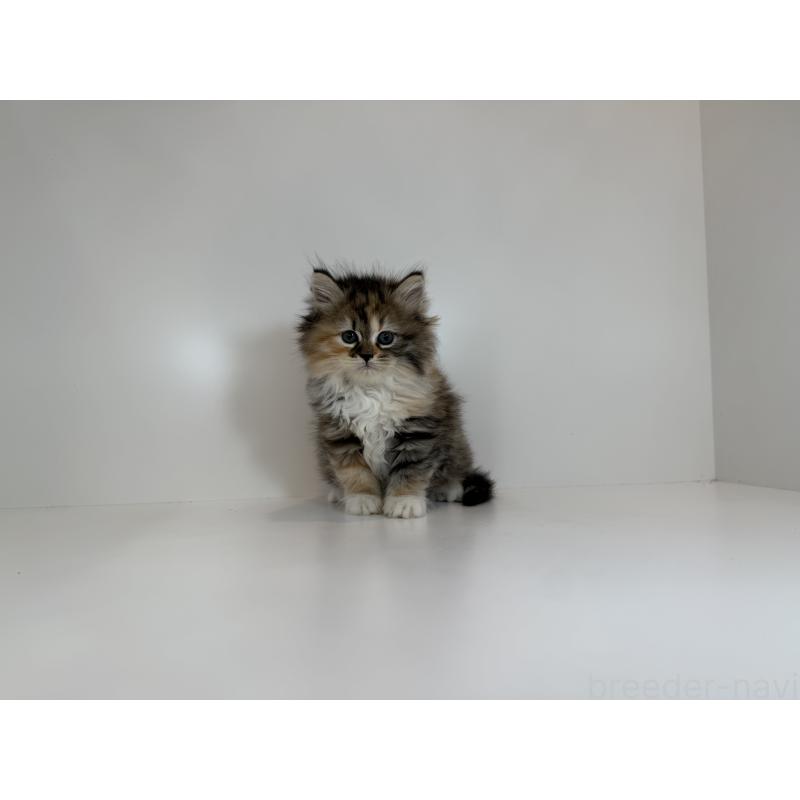 販売中の山口県のサイベリアン-132152の3枚目