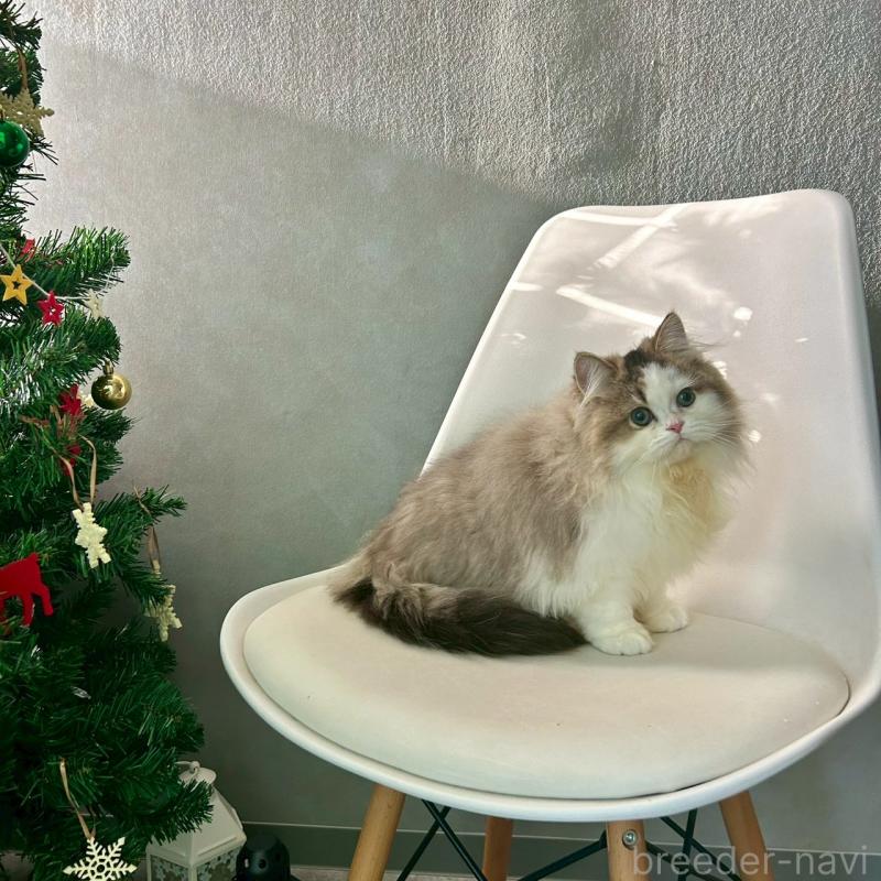 成約済の千葉県のマンチカン-127817の3枚目