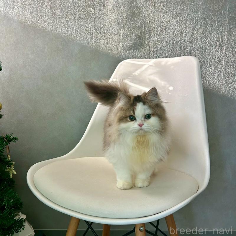 成約済の千葉県のマンチカン-127817の2枚目