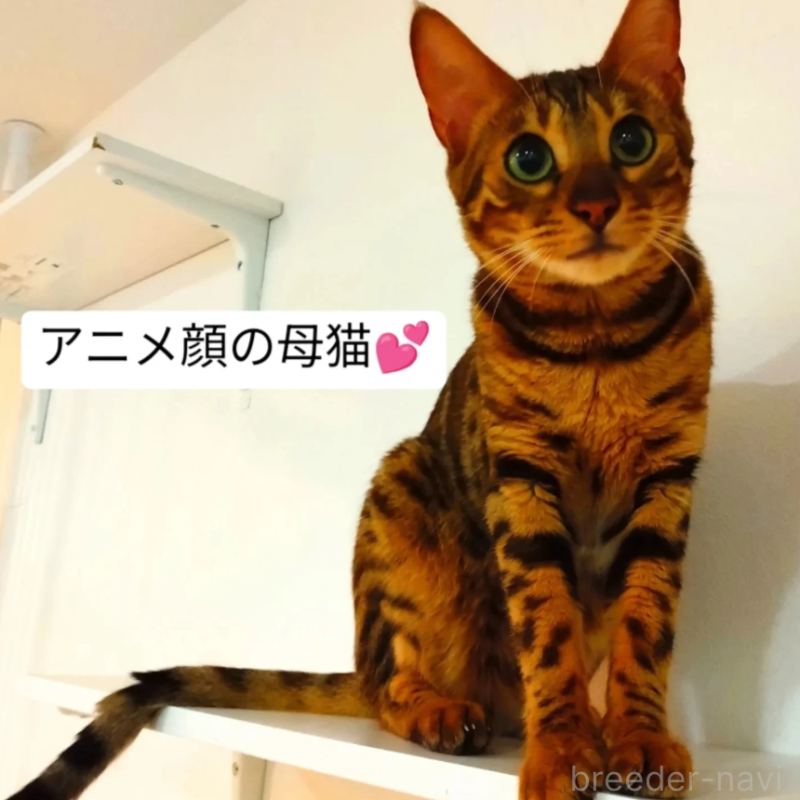 販売中の東京都のベンガル-132153の5枚目