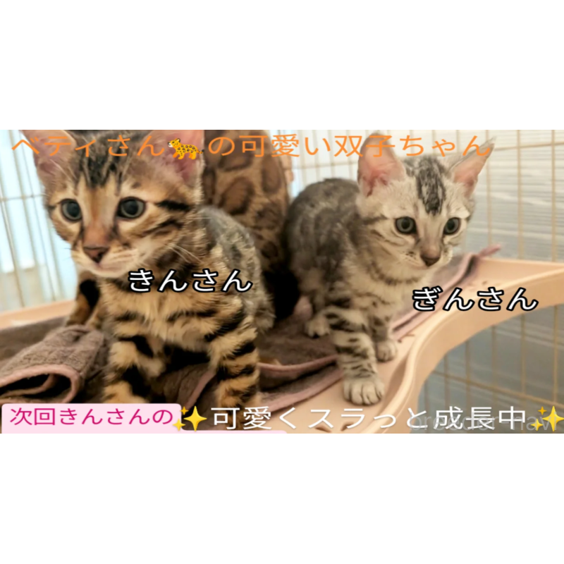 販売中の東京都のベンガル-132153の4枚目