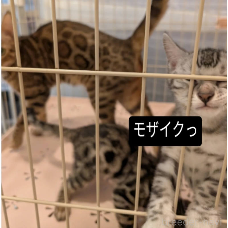 販売中の東京都のベンガル-132153の3枚目