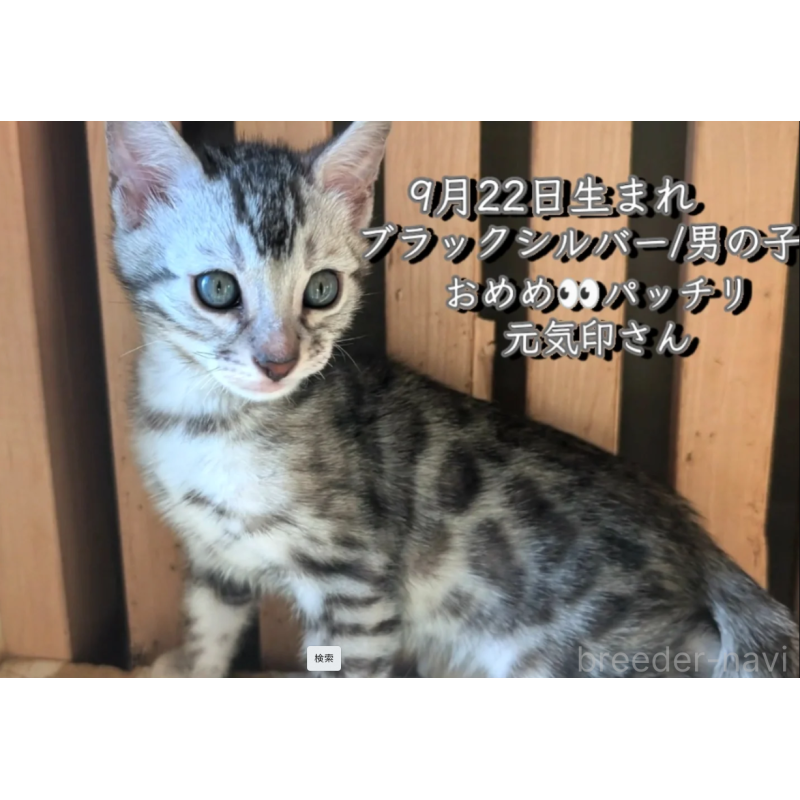 販売中の東京都のベンガル-132153の2枚目