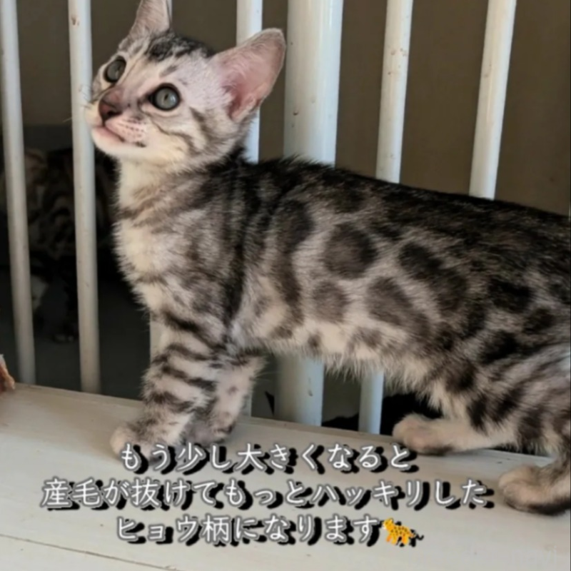 販売中の東京都のベンガル-132153の1枚目