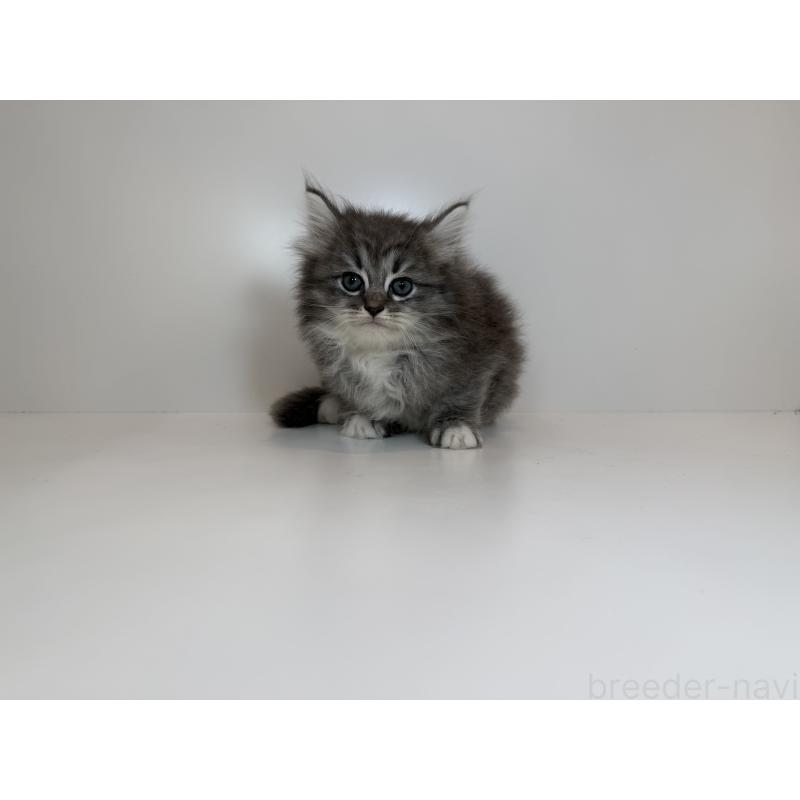 販売中の広島県のサイベリアン-132154の3枚目