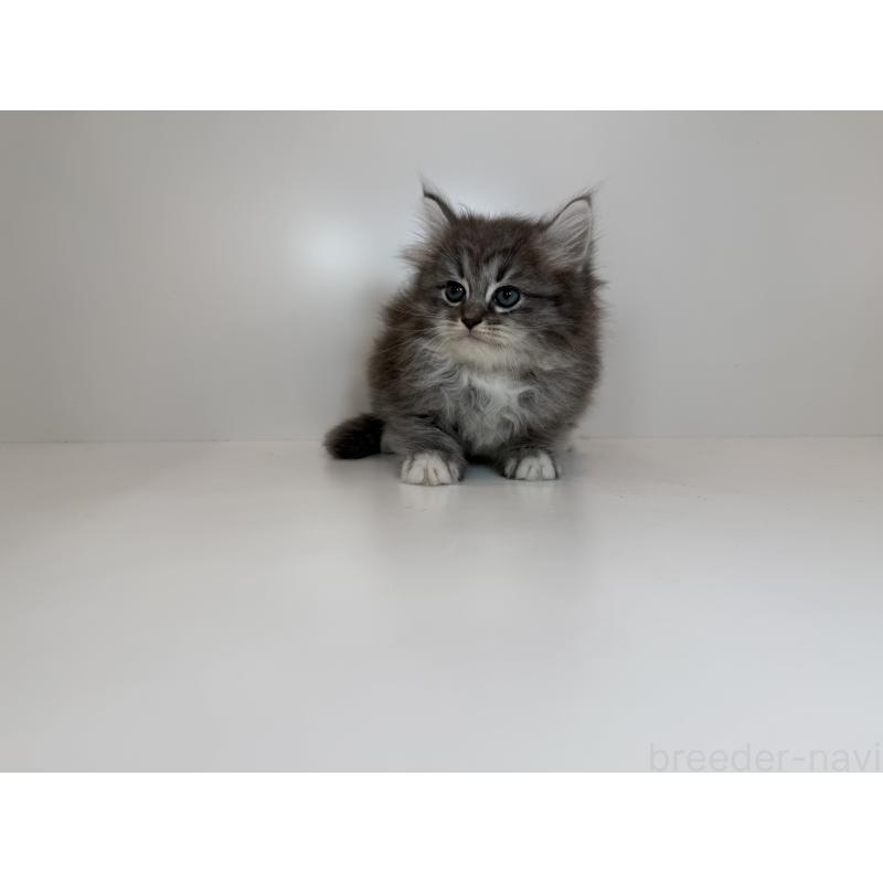 販売中の広島県のサイベリアン-132154の2枚目