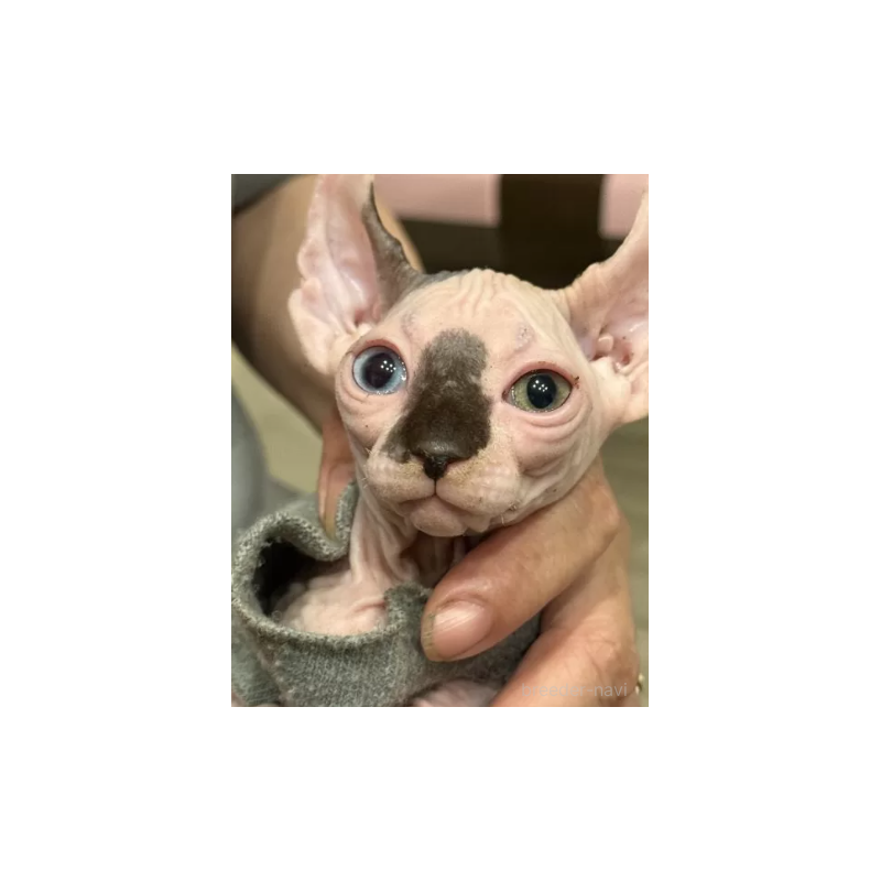 販売中の徳島県のエルフキャット-132155の3枚目