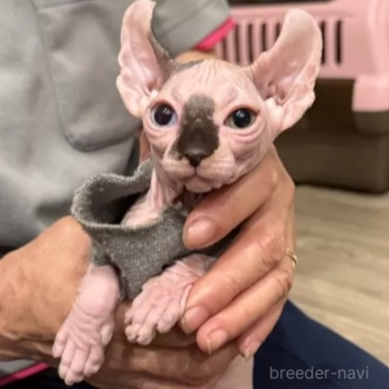 販売中の徳島県のエルフキャット-132155