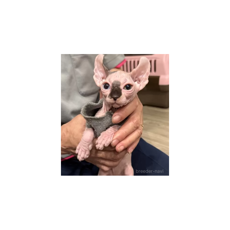 販売中の徳島県のエルフキャット-132155の2枚目