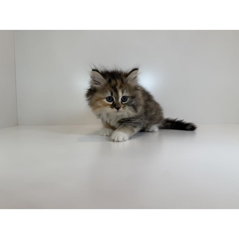 販売中の広島県のサイベリアン-132157の2枚目