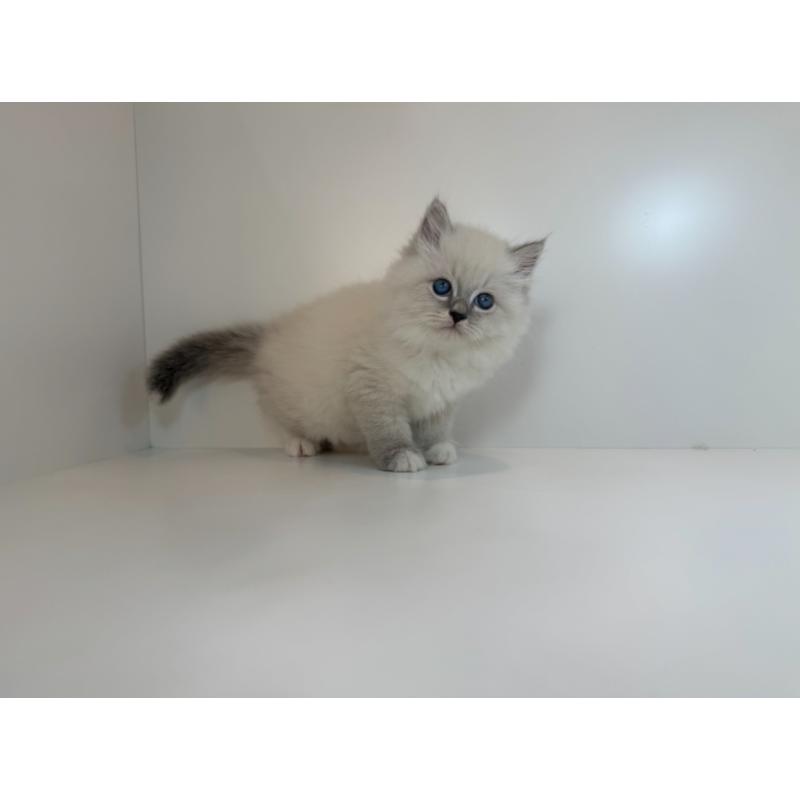 販売中の広島県のサイベリアン-132158の3枚目