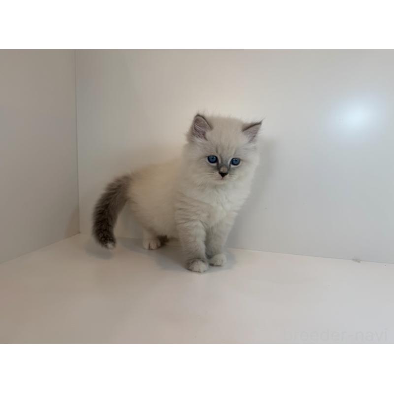 販売中の広島県のサイベリアン-132158の2枚目