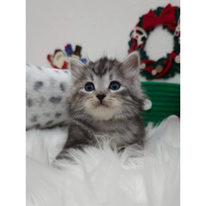 販売中の埼玉県のサイベリアン-132159の5枚目