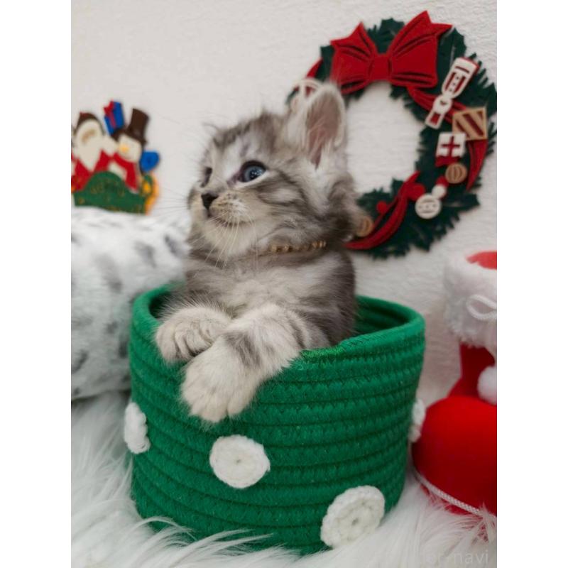 販売中の埼玉県のサイベリアン-132159の4枚目