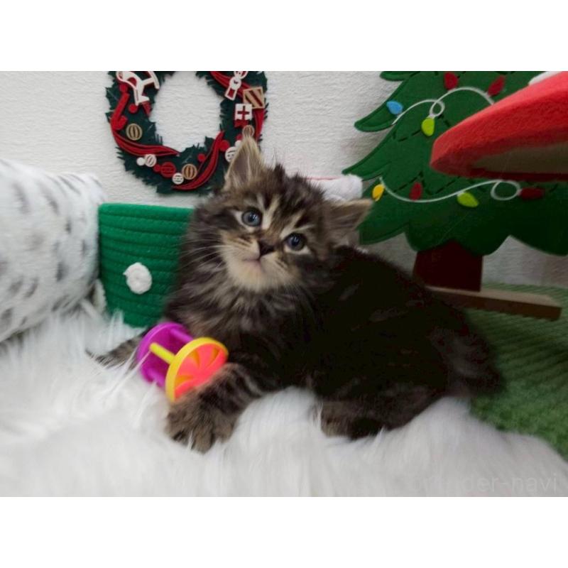 販売中の埼玉県のサイベリアン-132160の4枚目