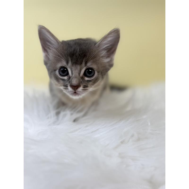 販売中の埼玉県のソマリ-132062の3枚目