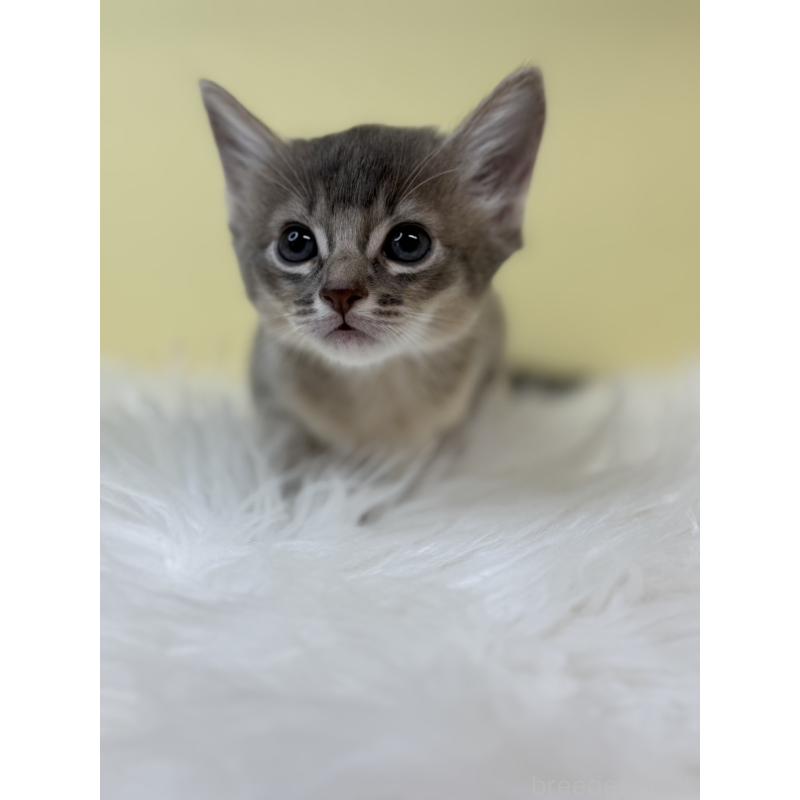 販売中の埼玉県のソマリ-132062の4枚目