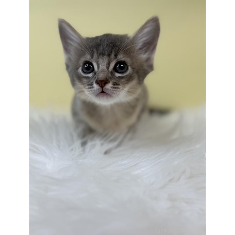 販売中の埼玉県のソマリ-132062の2枚目